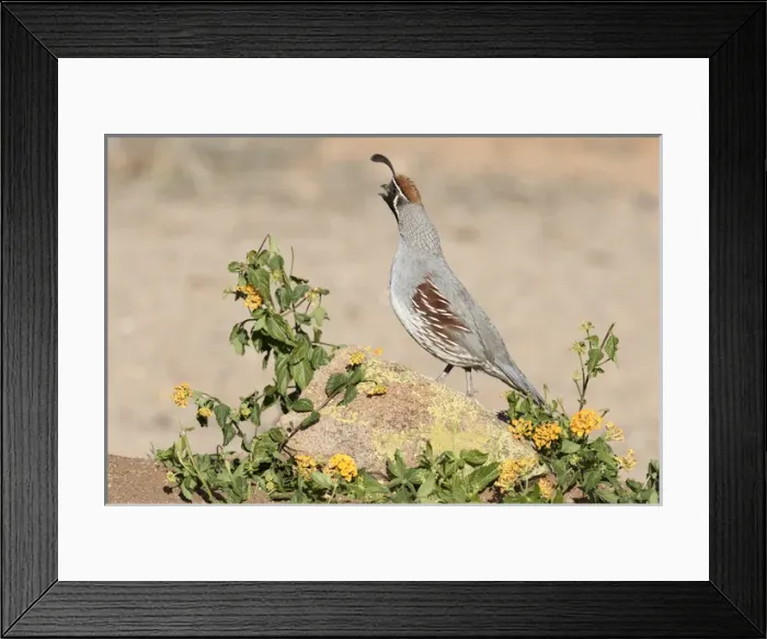 Framed Print : USA, Arizona, Amado. Male Gambels quail on rock Framed Print : USA, Arizona, Amado. Male Gambels quail on rock