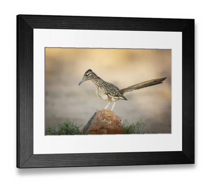 Framed Print : USA, Arizona, Santa Rita Mountains. A greater roadrunner on rock Framed Print : USA, Arizona, Santa Rita Mountains. A greater roadrunner on rock