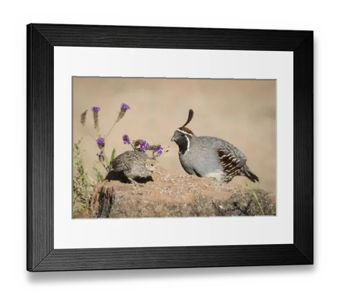 Framed Print : USA, Arizona, Amado. Male Gambels quail with chick Framed Print : USA, Arizona, Amado. Male Gambels quail with chick