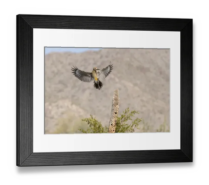 Framed Print : USA, Arizona, Buckeye. Male gila woodpecker landing on cholla skeleton. Credit as Framed Print : USA, Arizona, Buckeye. Male gila woodpecker landing on cholla skeleton. Credit as