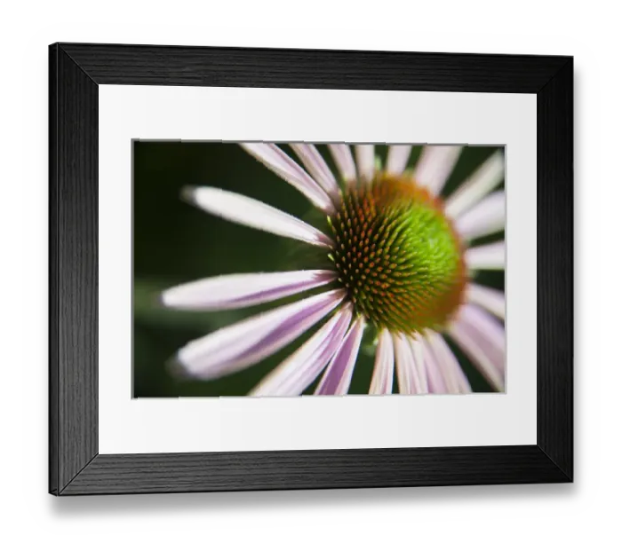 Framed Print : A Coneflower, or Echinacea flower blooming Framed Print : A Coneflower, or Echinacea flower blooming