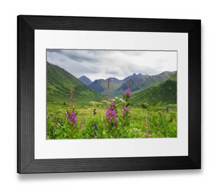 Framed Print : Wildflower front and center in this Alaskan valley, mountain landscape Framed Print : Wildflower front and center in this Alaskan valley, mountain landscape