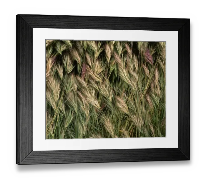 Framed Print : USA, Arizona, Tonto National Forest. Closeup details of wild grass