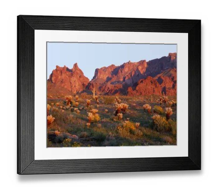 Framed Print : USA, Arizona, Kofa National Wildlife Refuge, Sunset light on brittlebush, phacelia