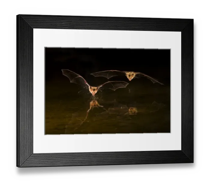 Framed Print : North America, Arizona, pallid bat, (Antrozous pallidus) Bats drinking