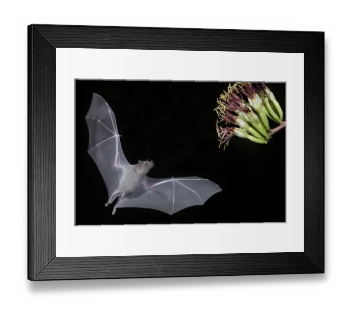Framed Print : North America, Arizona, Green Valley, lesser long-nosed bat (Leptonycteris yerbabuenae) Framed Print : North America, Arizona, Green Valley, lesser long-nosed bat (Leptonycteris yerbabuenae)