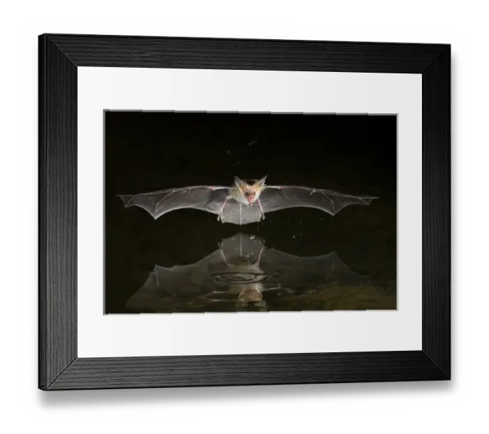 Framed Print : North America, Arizona, pallid bat, (Antrozous pallidus) Bats drinking Framed Print : North America, Arizona, pallid bat, (Antrozous pallidus) Bats drinking
