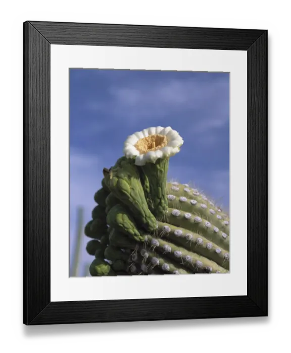 Framed Print : Saguaro cactus blossom at the tip of a long arm, Saguaro National Park, Tucson, Arizona Framed Print : Saguaro cactus blossom at the tip of a long arm, Saguaro National Park, Tucson, Arizona
