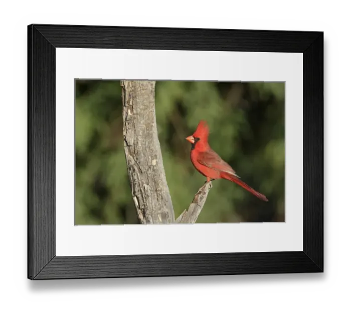 Framed Print : USA, Arizona, Amado. Male northern cardinal on dead tree Framed Print : USA, Arizona, Amado. Male northern cardinal on dead tree