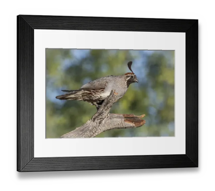 Framed Print : USA, Arizona, Amado. Male Gambels quail on dead branch Framed Print : USA, Arizona, Amado. Male Gambels quail on dead branch