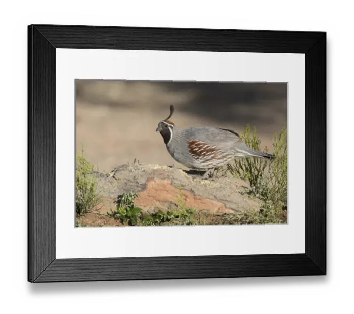 Framed Print : USA, Arizona, Amado. Male Gambels quail perched on a rock Framed Print : USA, Arizona, Amado. Male Gambels quail perched on a rock