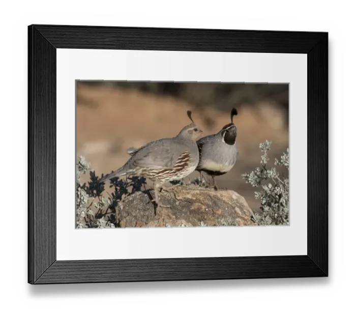 Framed Print : USA, Arizona, Amado. Pair of Gambels quail perched on rock Framed Print : USA, Arizona, Amado. Pair of Gambels quail perched on rock