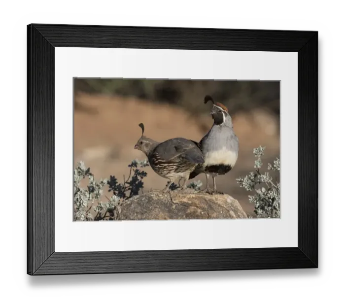 Framed Print : USA, Arizona, Amado. A pair of Gambels quail on rock Framed Print : USA, Arizona, Amado. A pair of Gambels quail on rock