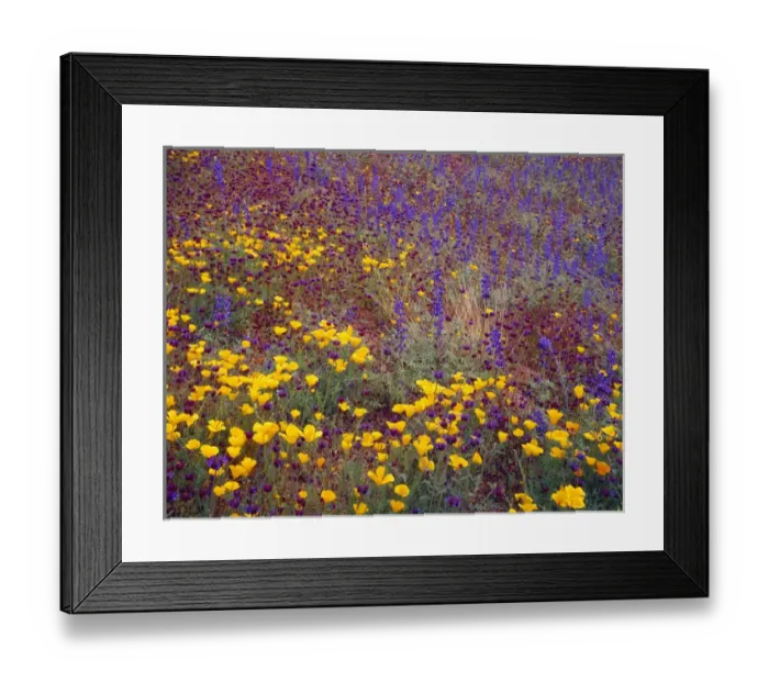 Framed Print : USA, Arizona, Tonto National Forest, Spring bloom of Mexican gold poppy, lupine and chia Framed Print : USA, Arizona, Tonto National Forest, Spring bloom of Mexican gold poppy, lupine and chia