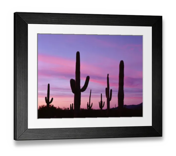 Framed Print : USA, Arizona, Organ Pipe Cactus National Monument, Saguaro cacti are silhouetted Framed Print : USA, Arizona, Organ Pipe Cactus National Monument, Saguaro cacti are silhouetted
