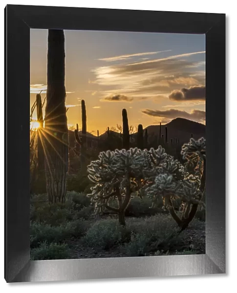North America, USA, Arizona. Sunset over desert habitat, Organ Pipe Cactus National Monument