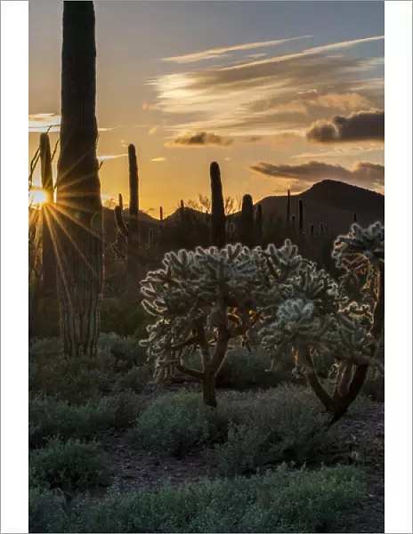North America, USA, Arizona. Sunset over desert habitat, Organ Pipe Cactus National Monument