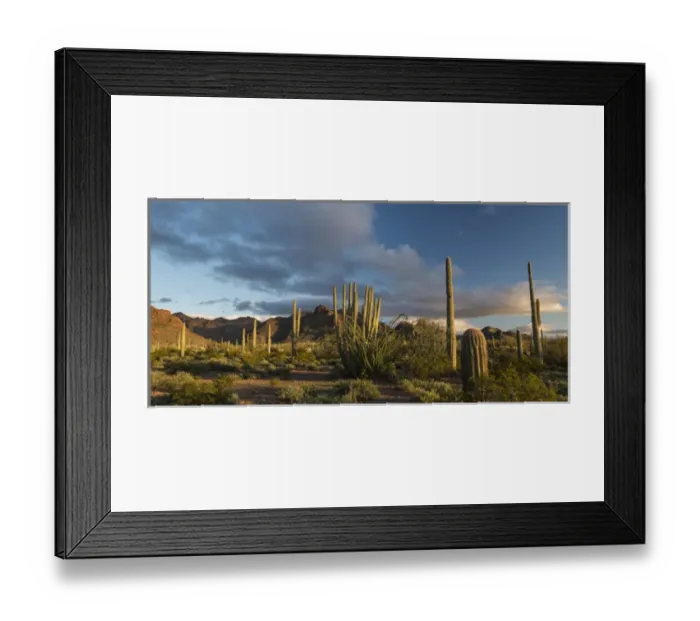 Framed Print : North America, USA, Arizona. Sunset over desert habitat, Organ Pipe Cactus National Monument