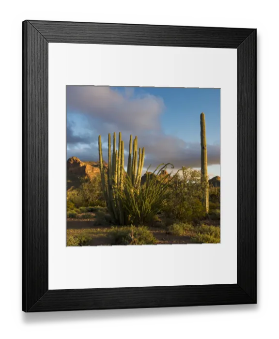 Framed Print : North America, USA, Arizona. Sunset over desert habitat, Organ Pipe Cactus National Monument