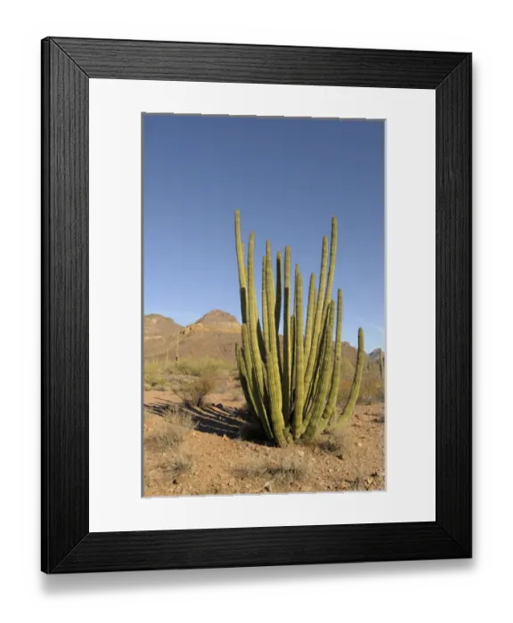 Framed Print : USA, Arizona, Organ Pipe Cactus National Monument