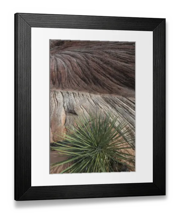 Framed Print : North America, USA, Arizona. Sandstone layers with yucca (Yucca valida) at Vermillion Framed Print : North America, USA, Arizona. Sandstone layers with yucca (Yucca valida) at Vermillion