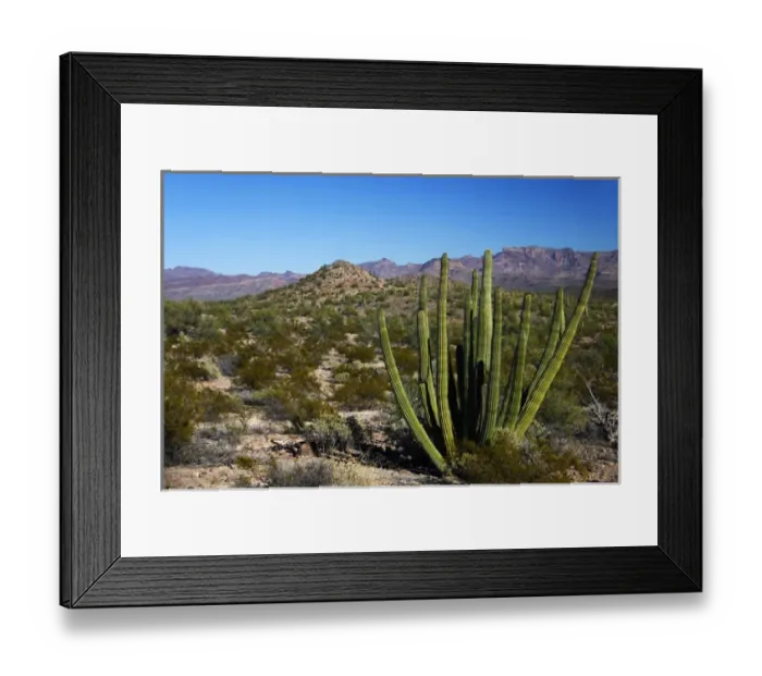 Framed Print : North America, USA, Arizona, Organ Pipe Cactus National Monument