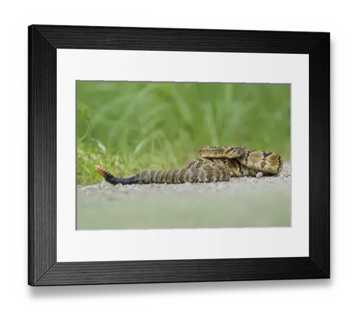 Framed Print : Black-tailed Rattlesnake (Crotalus molossus) coiling Framed Print : Black-tailed Rattlesnake (Crotalus molossus) coiling