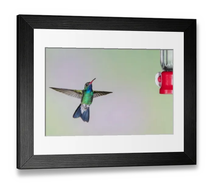 Framed Print : Broad-billed Hummingbird (Cynanthus latirostris) male hovering Framed Print : Broad-billed Hummingbird (Cynanthus latirostris) male hovering