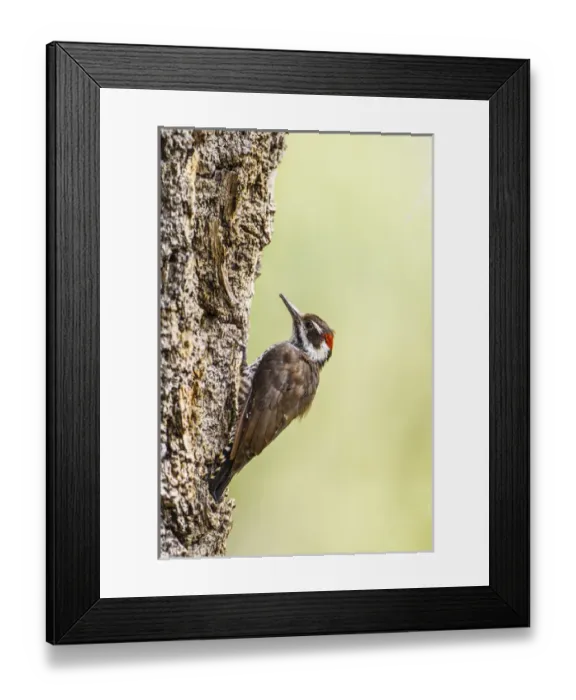 Framed Print : Arizona Woodpecker (Picoides arizonae) male on juniper tree Framed Print : Arizona Woodpecker (Picoides arizonae) male on juniper tree