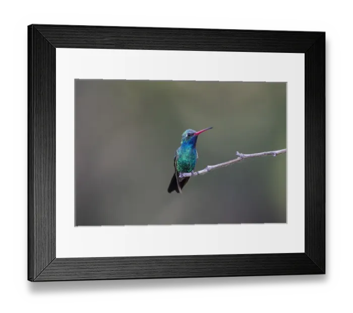 Framed Print : Broad-billed Hummingbird (Cynanthus latirostris) male perched