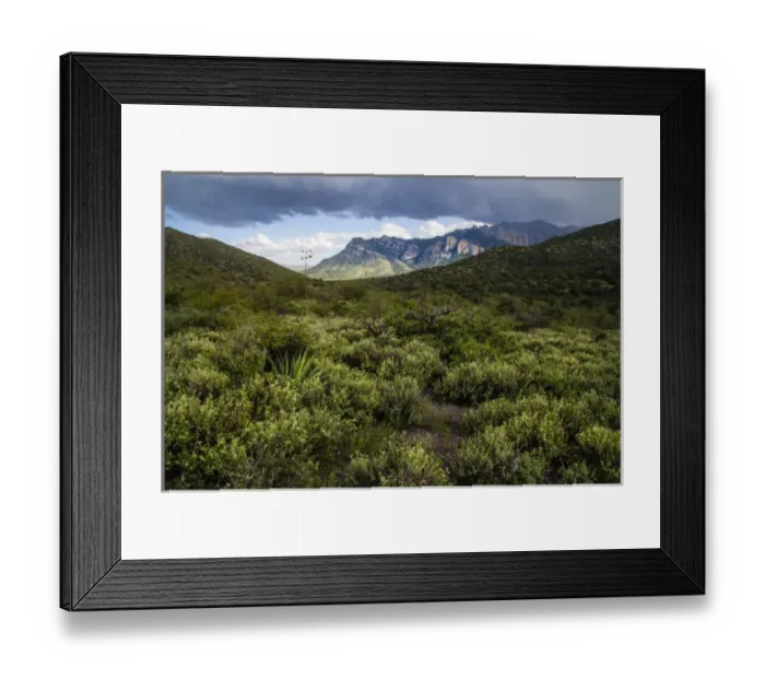 Framed Print : Sagebrush in the Chiricahua Mountains of Arizona Framed Print : Sagebrush in the Chiricahua Mountains of Arizona