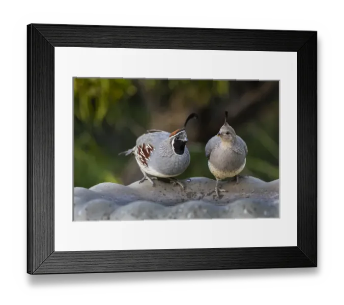 Framed Print : Gambels Quail (Callipepla gambelii) pair at bird bath Framed Print : Gambels Quail (Callipepla gambelii) pair at bird bath
