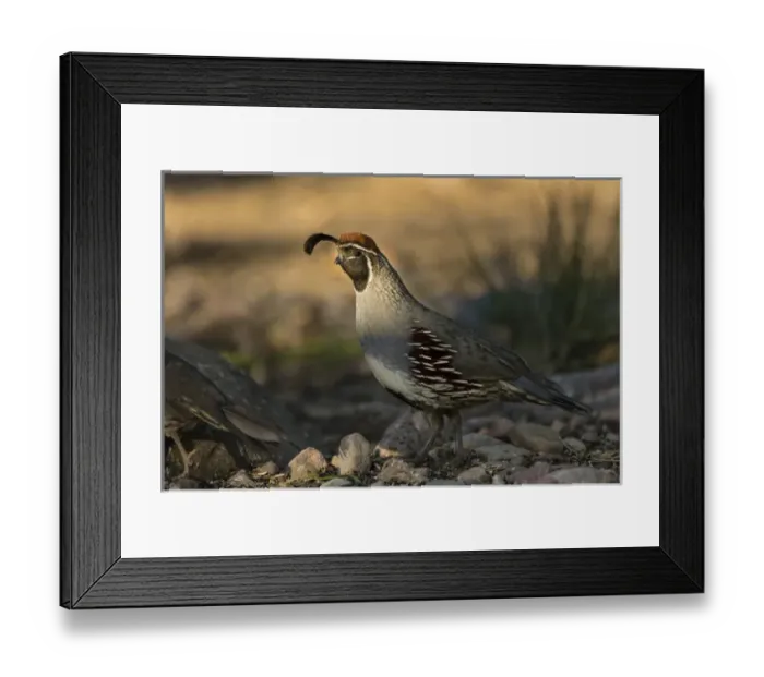 Framed Print : Gambels Quail (Callipepla gambelii) foraging