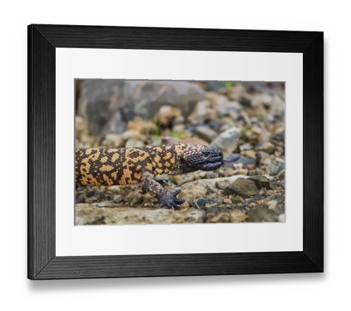 Framed Print : Gila Monster (Heloderma suspectum)