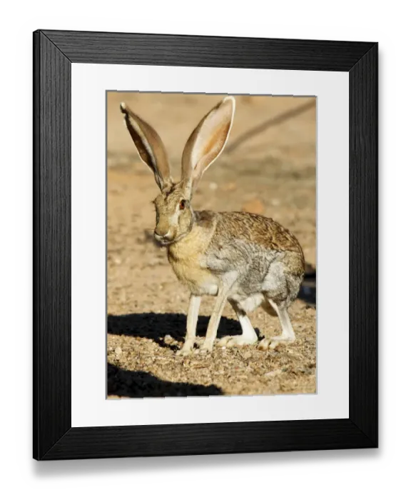Framed Print : An antelope jackrabbit (Lepus alleni) alert for danger Framed Print : An antelope jackrabbit (Lepus alleni) alert for danger
