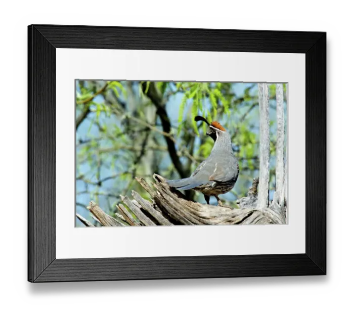 Framed Print : A male Gambels quail (Callipepla gambelii) watches from a saguaro skeleton