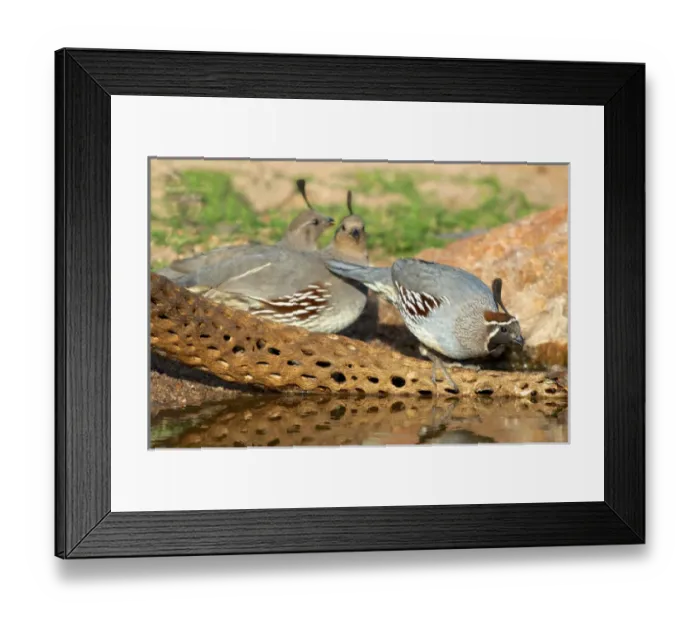 Framed Print : The Gambels quail (Callipepla gambelii). A male and female at a desert pond Framed Print : The Gambels quail (Callipepla gambelii). A male and female at a desert pond