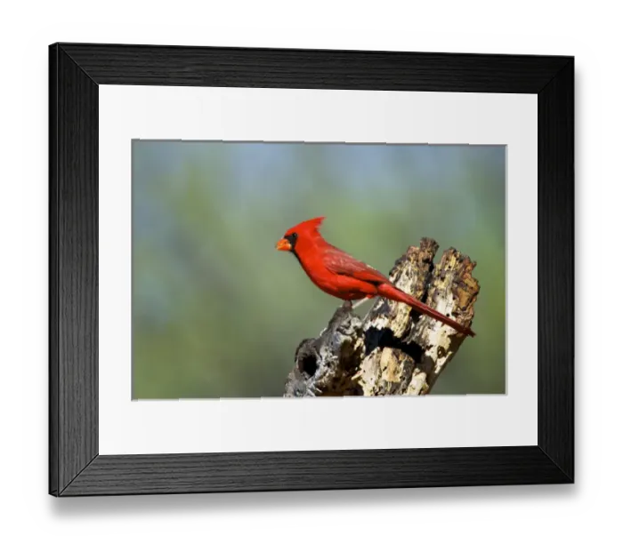 Framed Print : The Northern Cardinals (Cardinalis cardinalis) in the family Cardinalidae Framed Print : The Northern Cardinals (Cardinalis cardinalis) in the family Cardinalidae