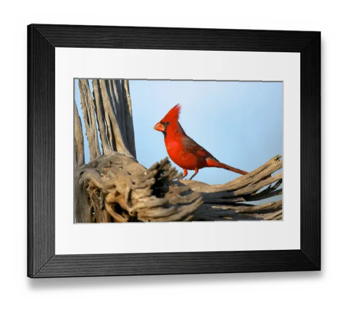 Framed Print : The Northern Cardinals (Cardinalis cardinalis) in the family Cardinalidae Framed Print : The Northern Cardinals (Cardinalis cardinalis) in the family Cardinalidae