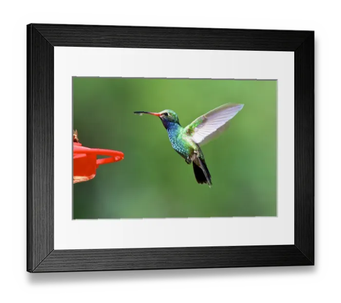 Framed Print : The broad-billed hummingbirds (Cynanthus latirostris) breeding habitat is Framed Print : The broad-billed hummingbirds (Cynanthus latirostris) breeding habitat is