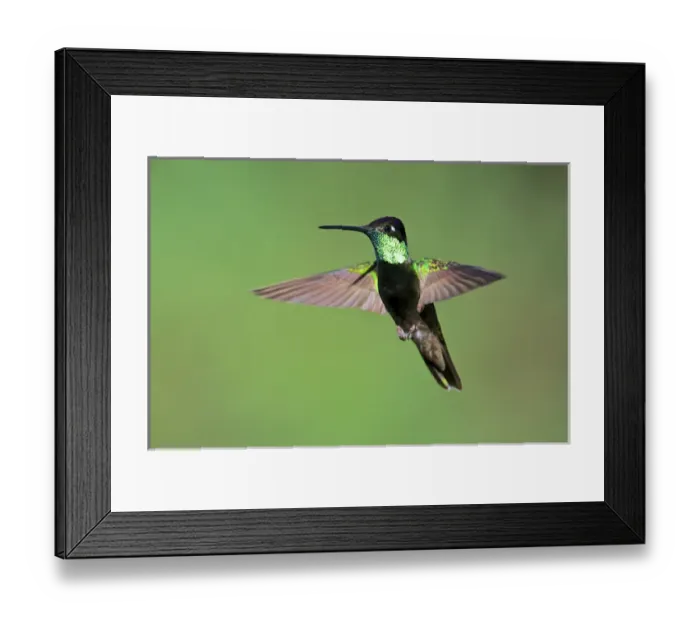 Framed Print : The magnificent hummingbird (Eugenes fulgens) is a large hummingbird found in the SW of the USA