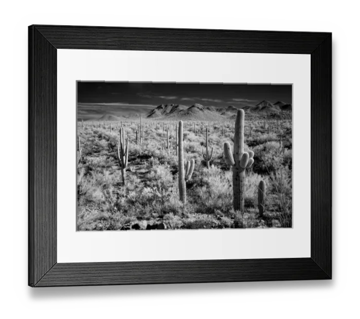 Framed Print : USA, Arizona, Tucson, Saguaro National Park