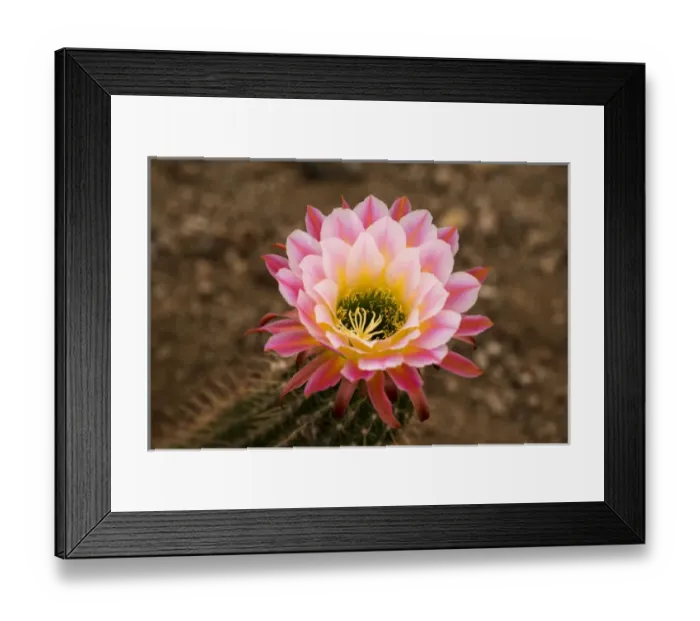 Framed Print : USA, Arizona, Tucson, Cat Mountian Station Framed Print : USA, Arizona, Tucson, Cat Mountian Station