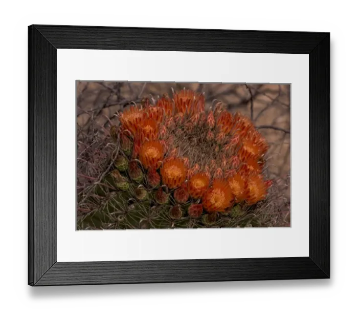 Framed Print : USA, Arizona, Tucson, Saguaro National Park, Rincon Mountian Distict Framed Print : USA, Arizona, Tucson, Saguaro National Park, Rincon Mountian Distict
