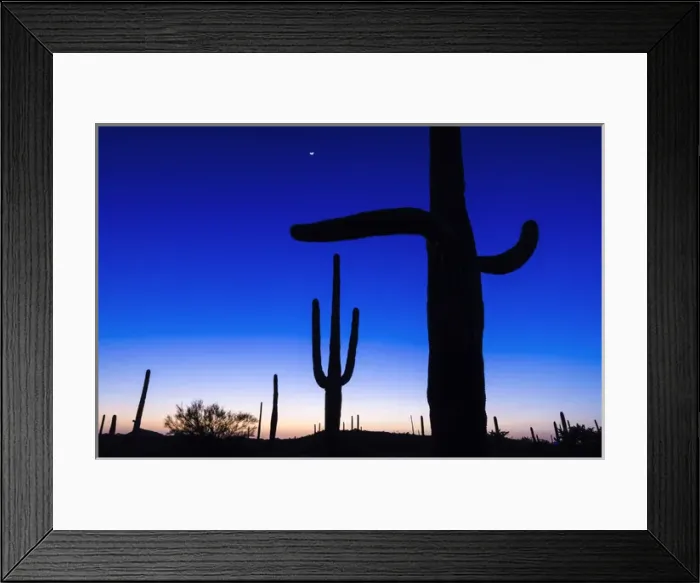 Framed Print : Saguaro cactus at sunset, Organ Pipe Cactus National Monument, Arizona USA