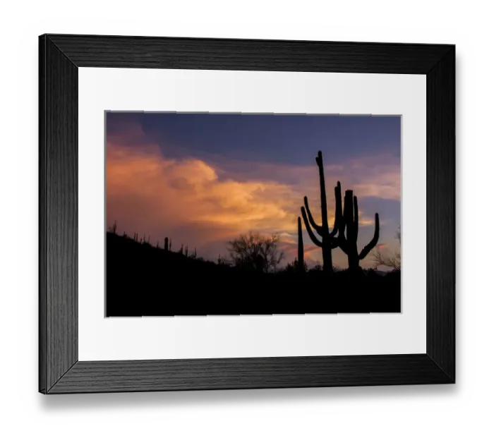 Framed Print : USA, Arizona, Tucson, Saguaro National Park West Framed Print : USA, Arizona, Tucson, Saguaro National Park West