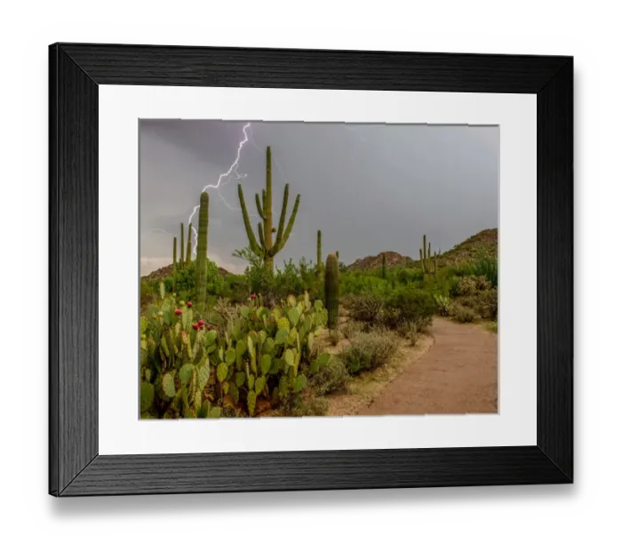 Framed Print : USA, Arizona, Tucson, Saguaro National Park West, Lightning Framed Print : USA, Arizona, Tucson, Saguaro National Park West, Lightning