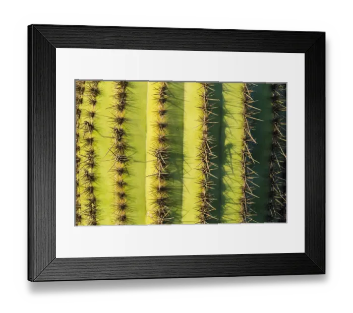 Framed Print : Organ Pipe cactus detail, Organ Pipe Cactus National Monument, Arizona USA