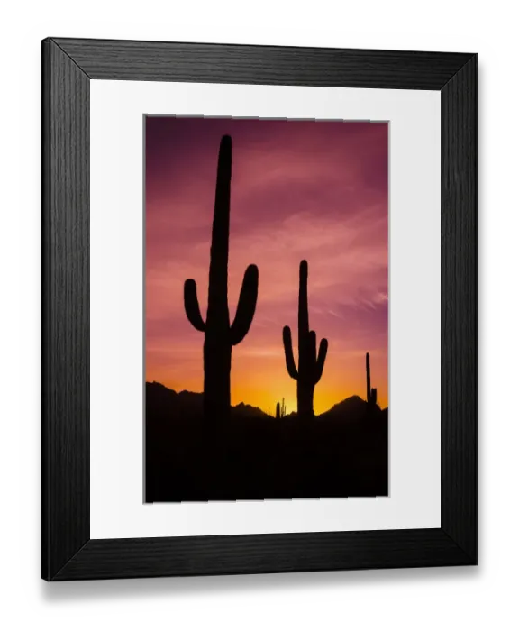 Framed Print : Saguaro cactus at sunrise under Gates Pass, Tucson Mountain Park, Arizona