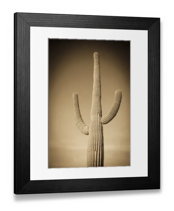 Framed Print : Morning light on Saguaro cactus under Gates Pass, Tucson Mountain Park, Arizona USA Framed Print : Morning light on Saguaro cactus under Gates Pass, Tucson Mountain Park, Arizona USA